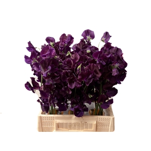 LATHYR WI SUNSH NAVY