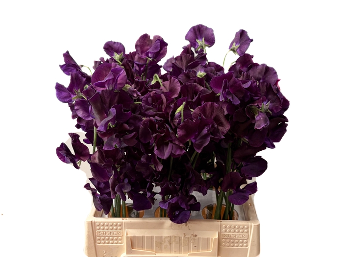 <h4>LATHYR WI SUNSH NAVY</h4>