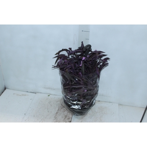 TRADESCANTIA PALLIDA C21