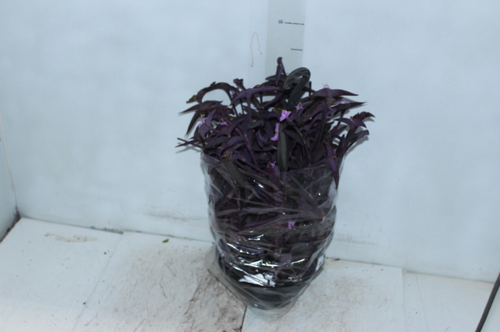 TRADESCANTIA PALLIDA C21