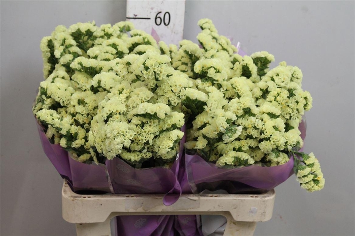 <h4>Lim S Yellow Sun Bird</h4>