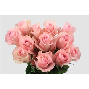 Rosa ec christa