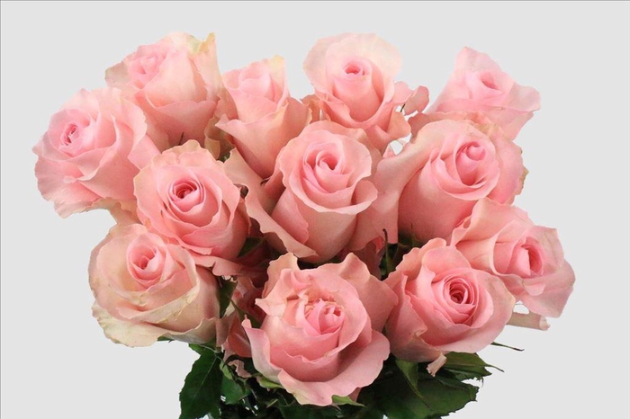 <h4>Rosa ec christa</h4>