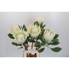 Protea Cyn. Ayoba Arctic Ice