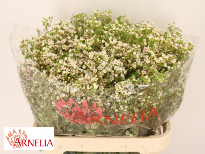 <h4>CHAME MORNI DELIGHT</h4>