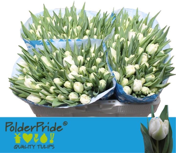 <h4>TU DU NORTHCAP</h4>