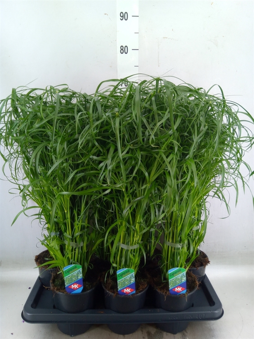<h4>Cyperus alternifolius</h4>