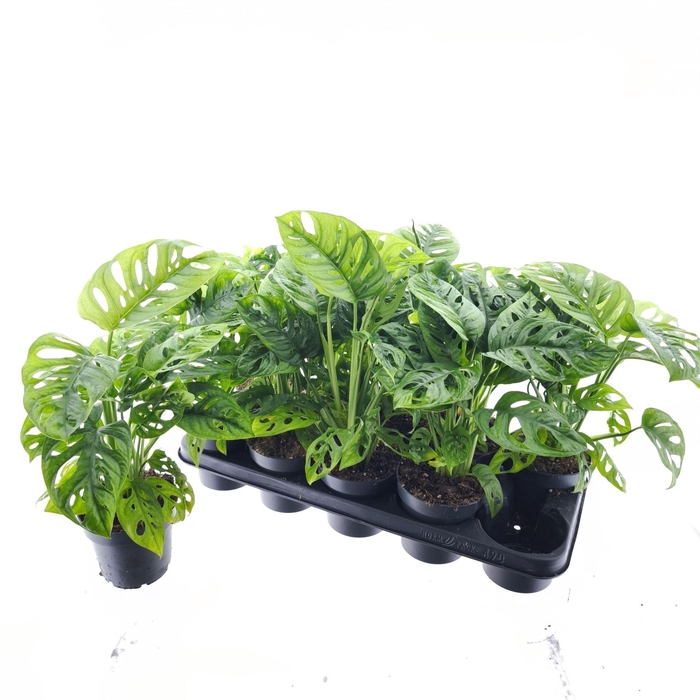 <h4>Monstera adansonii</h4>