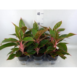 Aglaonema  'Jungle Red'