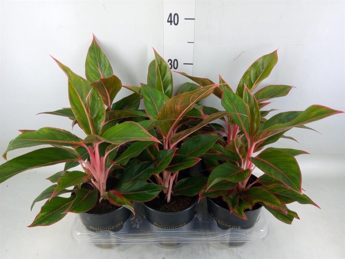 <h4>Aglaonema  'Jungle Red'</h4>