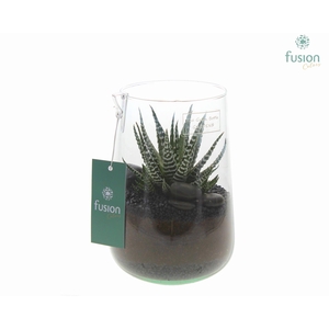 Green Bottle Deline Medium met Haworthia