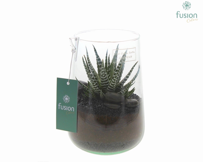 <h4>Green Bottle Deline Medium met Haworthia</h4>