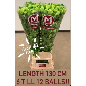 VIBURNUM ROSEUM 130CM 6 TOT 12 BAL