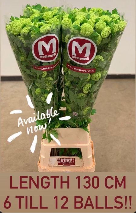 <h4>VIBURNUM ROSEUM 130CM 6 TOT 12 BAL</h4>