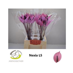 ANTH A NEXIA 40 WATER