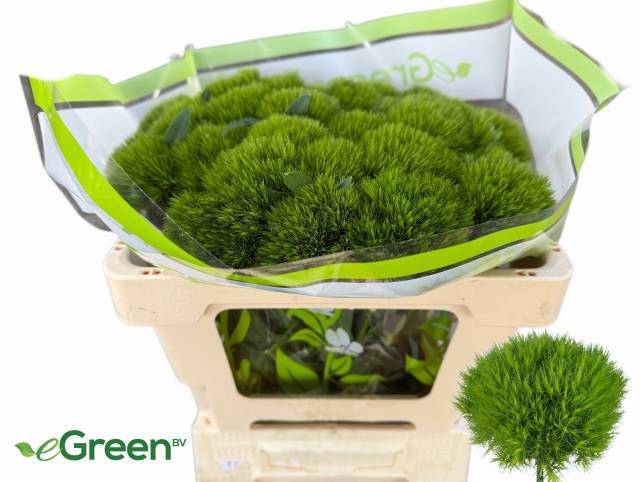 <h4>DI BARB GREEN WICKY</h4>