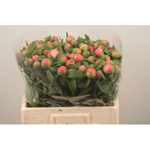 Paeo L Coral Charm X80