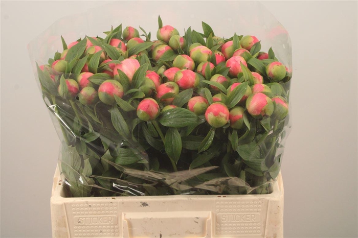 <h4>Paeo L Coral Charm X80</h4>