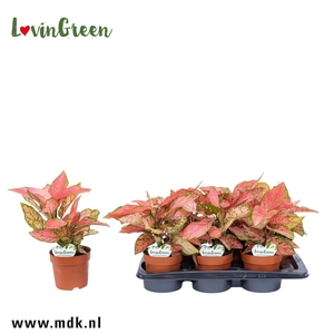 Aglaonema overig