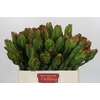 Leucadendron Laurel Yellow