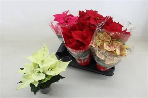 <h4>EUPHOR P GEM</h4>