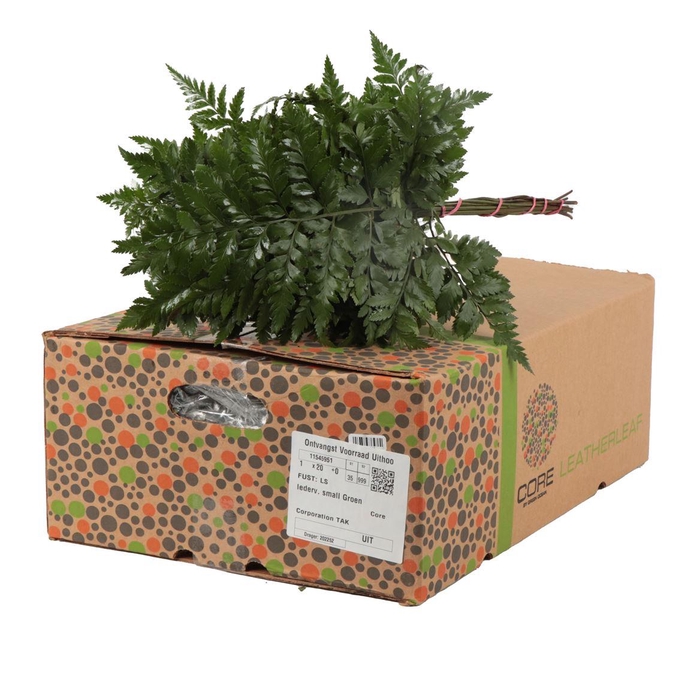 <h4>Lederv. Small</h4>