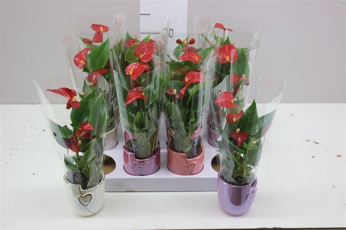 <h4>Anth An Rood Joa Keramiek</h4>