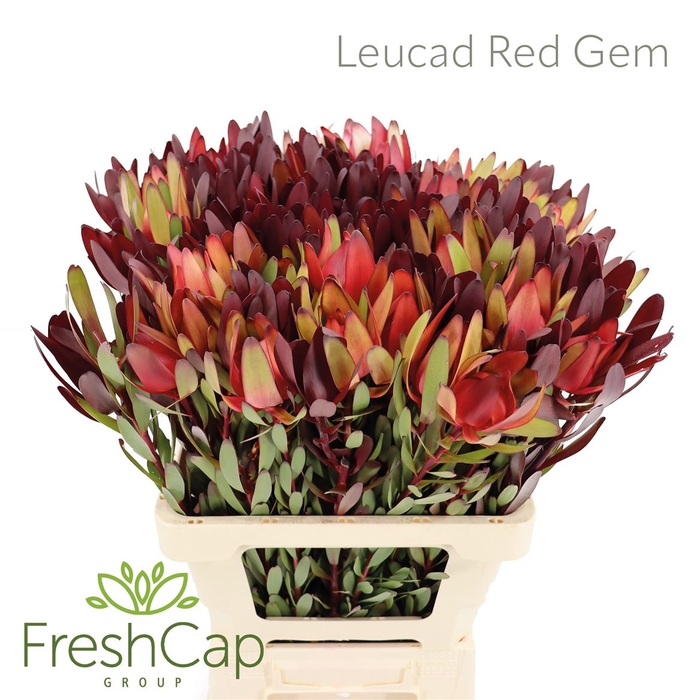 <h4>Leucad Red Gem</h4>