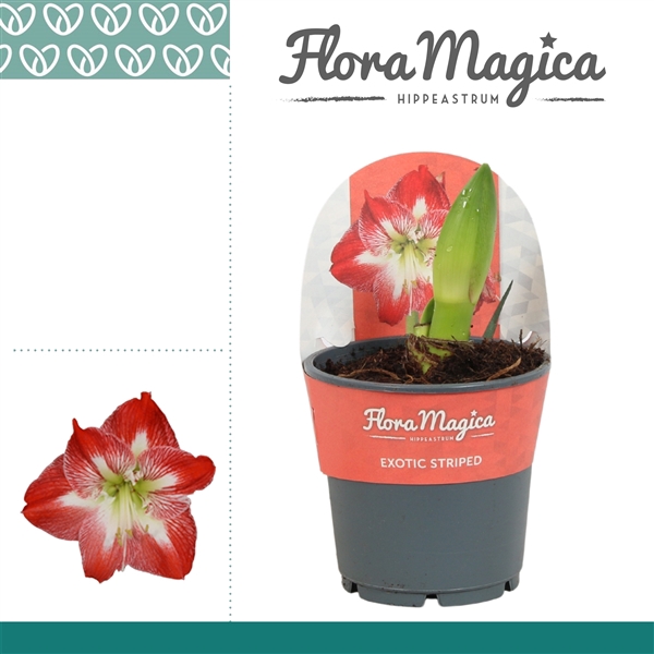 <h4>Hippeastrum Exotic Striped 2 knop in Potkraag</h4>