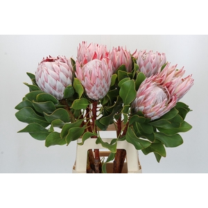 Protea Cynaroides