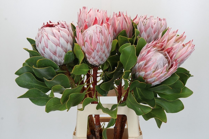 <h4>Protea Cynaroides</h4>