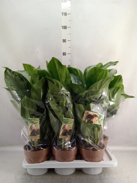 <h4>Aglaonema  'Silver Bay'</h4>