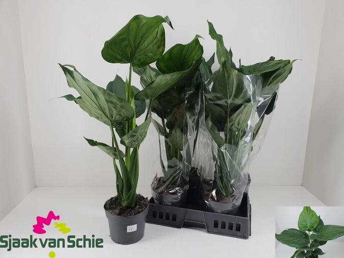 <h4>ALOC CUCULLATA</h4>