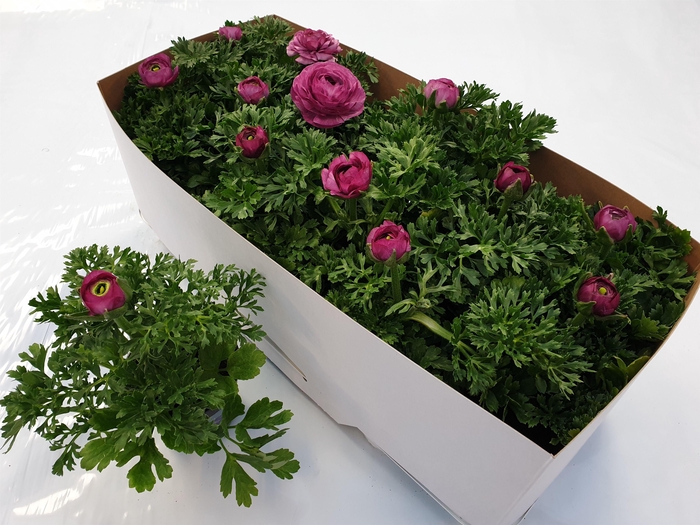 <h4>Ranonkel paars</h4>