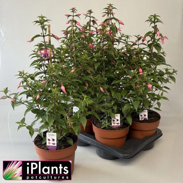 <h4>FUCHSIA B F MIXK</h4>