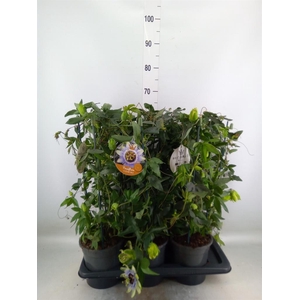 Passiflora caerul. 'Clear Sky'