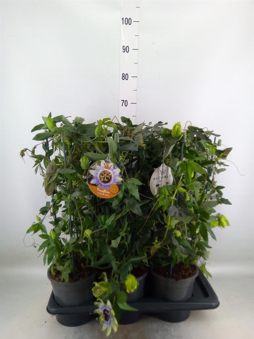 <h4>Passiflora caerul. 'Clear Sky'</h4>