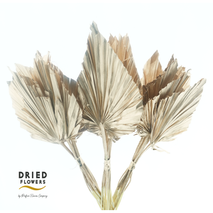 Dried Palm Spear Small Rose Gold