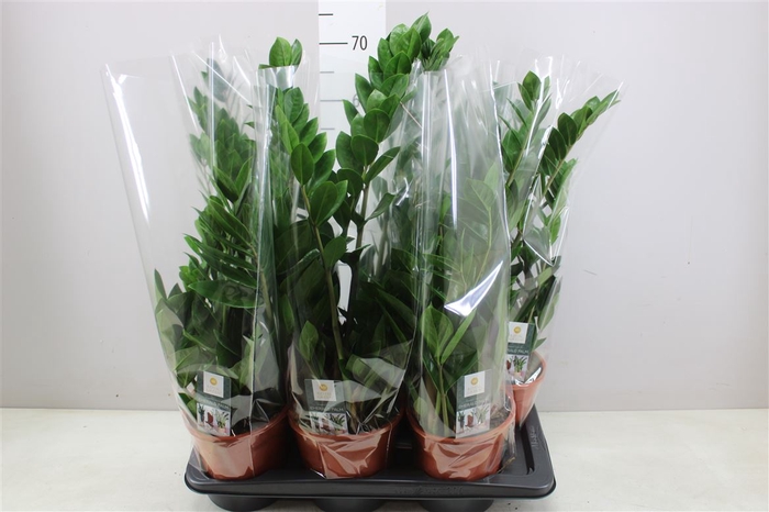 <h4>Zamioculcas 5+</h4>