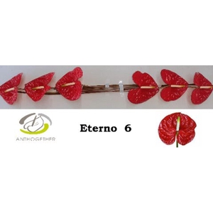 Anthurium andr. 'Eterno'