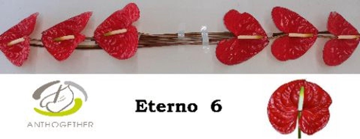 <h4>Anthurium andr. 'Eterno'</h4>
