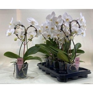 .Phalaenopsis heart white