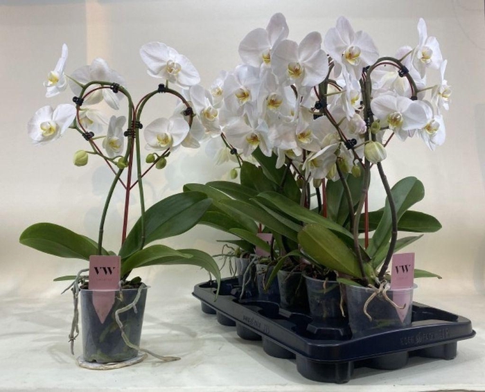 <h4>.Phalaenopsis heart white</h4>