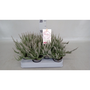 Calluna vulg. 'Garden G Fluffy'