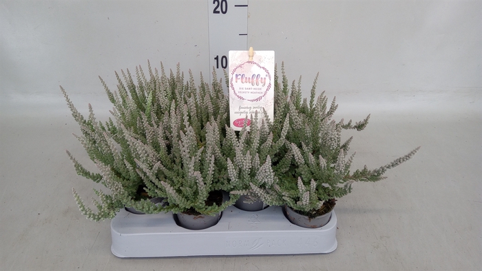 <h4>Calluna vulg. 'Garden G Fluffy'</h4>