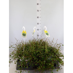 Muehlenbeckia com. 'Mao'ri'