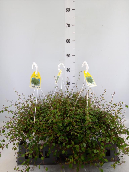 <h4>Muehlenbeckia com. 'Mao'ri'</h4>