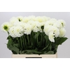 Dahlia Boom Boom White