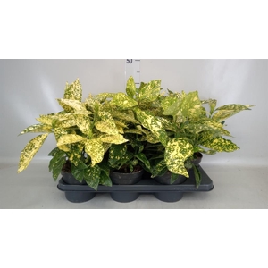 Aucuba japonica 'Variegata'