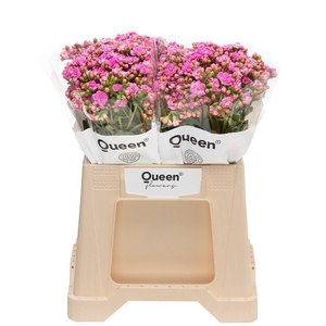 Kalanchoe  'Taffy Pink Meadow'